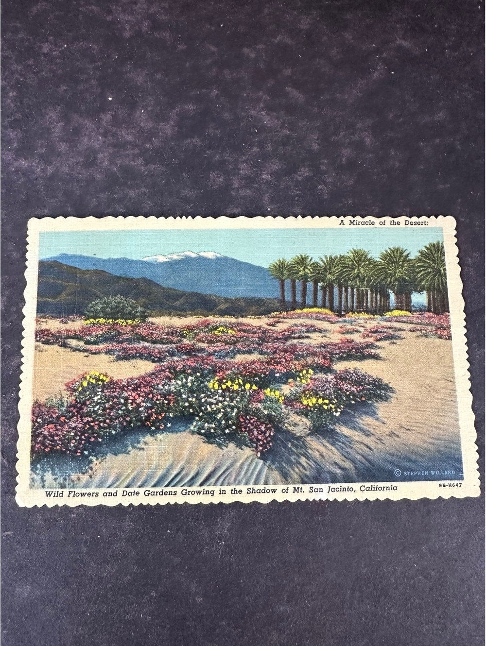 1953 Palm Springs California Mt San Jacinto Wildflowers Vintage Postcard